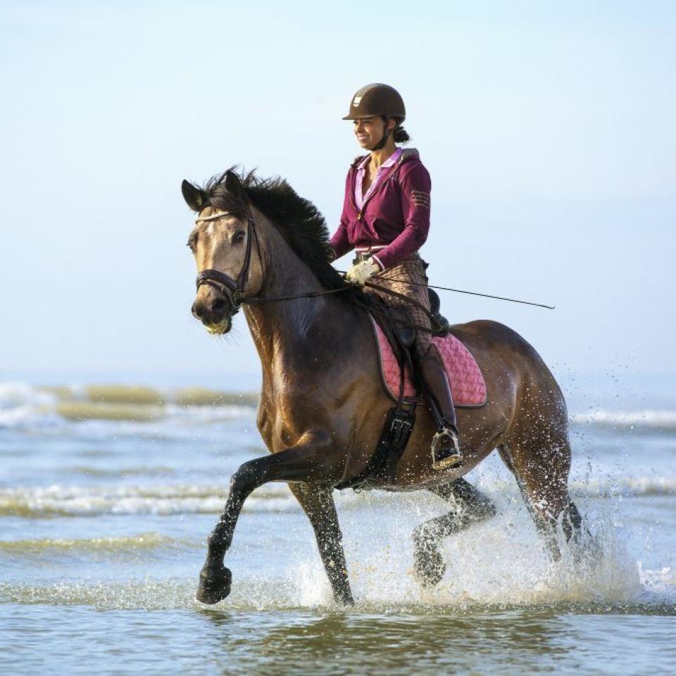 Casino Hotel Koksijde: Horse riding